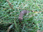 SX08092 Brown caterpillar with distinct eyes.jpg